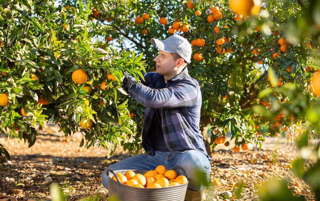 Mandarinen-Erzeuger von Fruitful Office – nachhaltiger Anbau und hochwertige Zitrusfrüchte