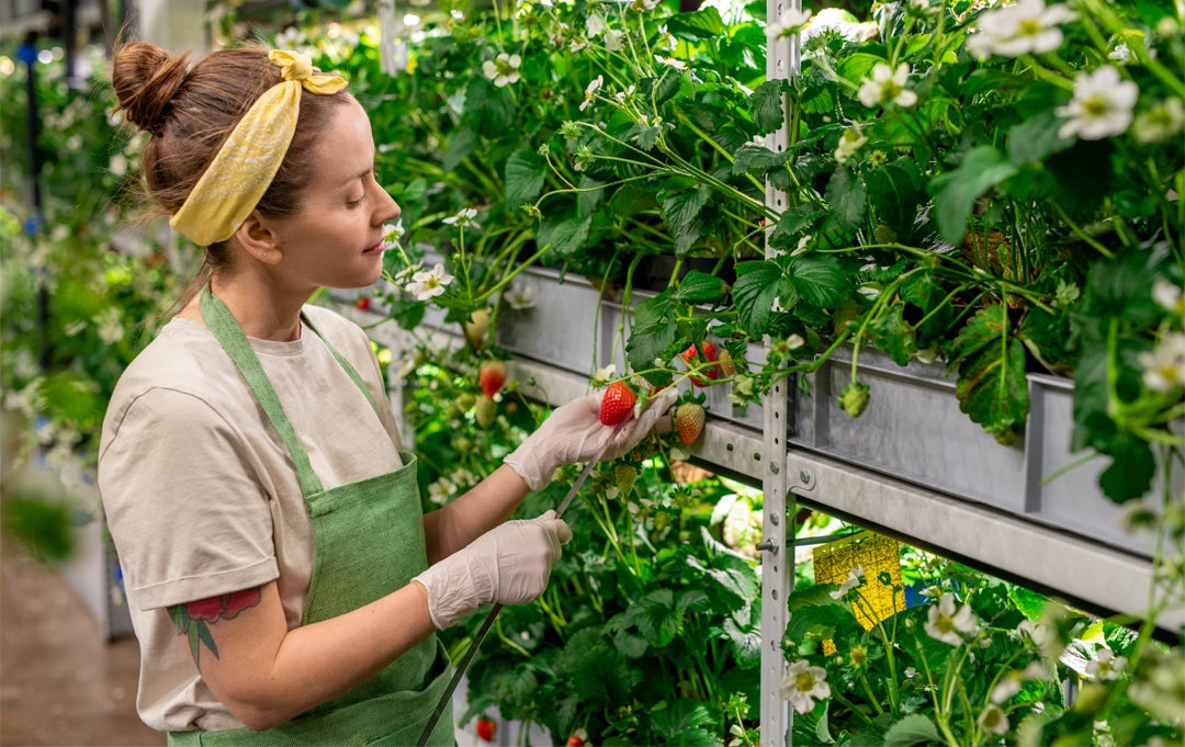 Erdbeer-Erzeugerin bei Fruitful Office – nachhaltige Produktion und regionale Obstqualität