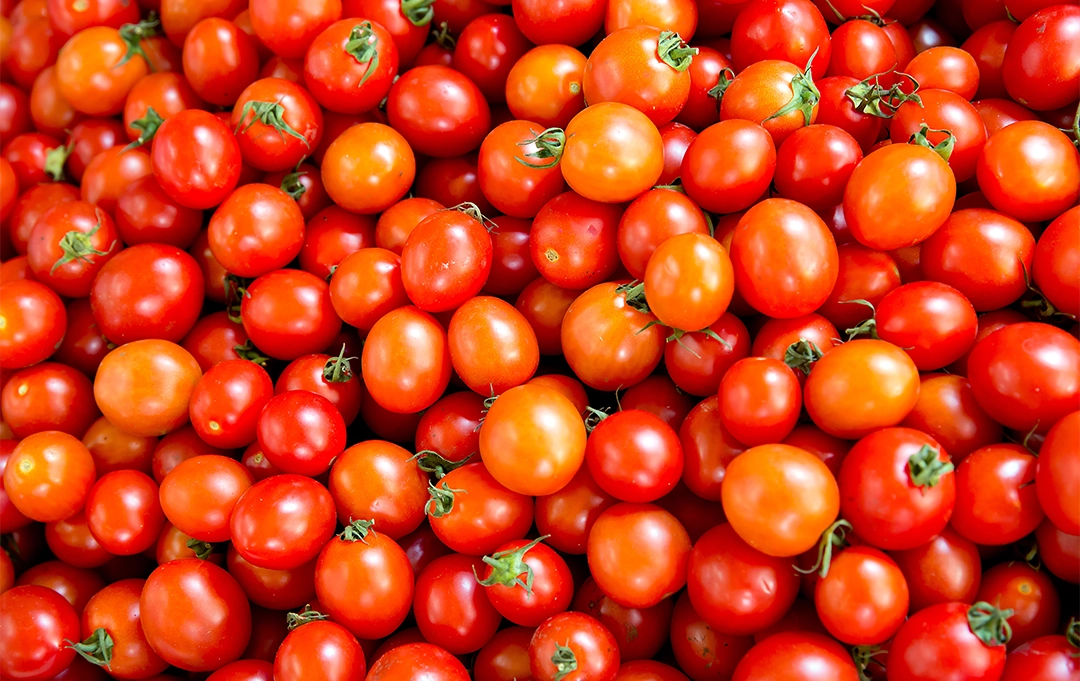 Kirschtomaten – frische, saftige kleine Tomaten