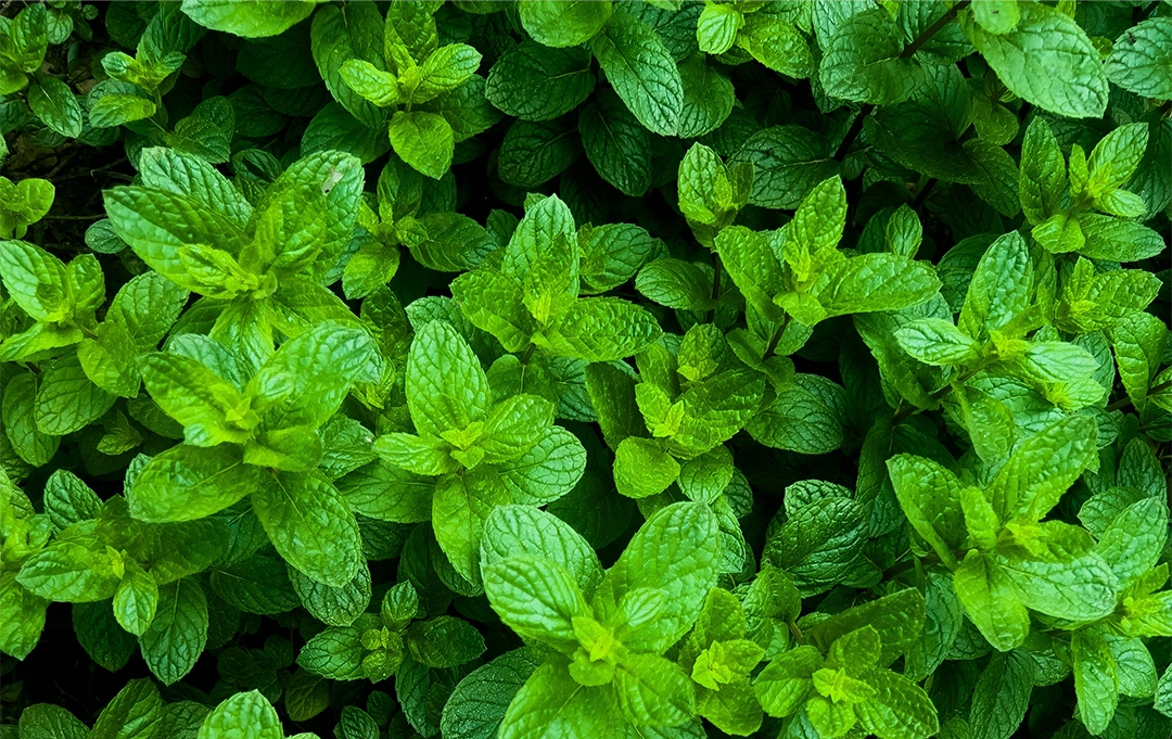 Frische Minzblätter – aromatische Kräuter für Getränke und Snacks