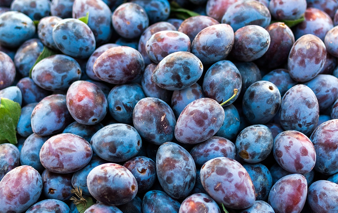 Frische Zwetschgen – süß-säuerliche Steinfrüchte
