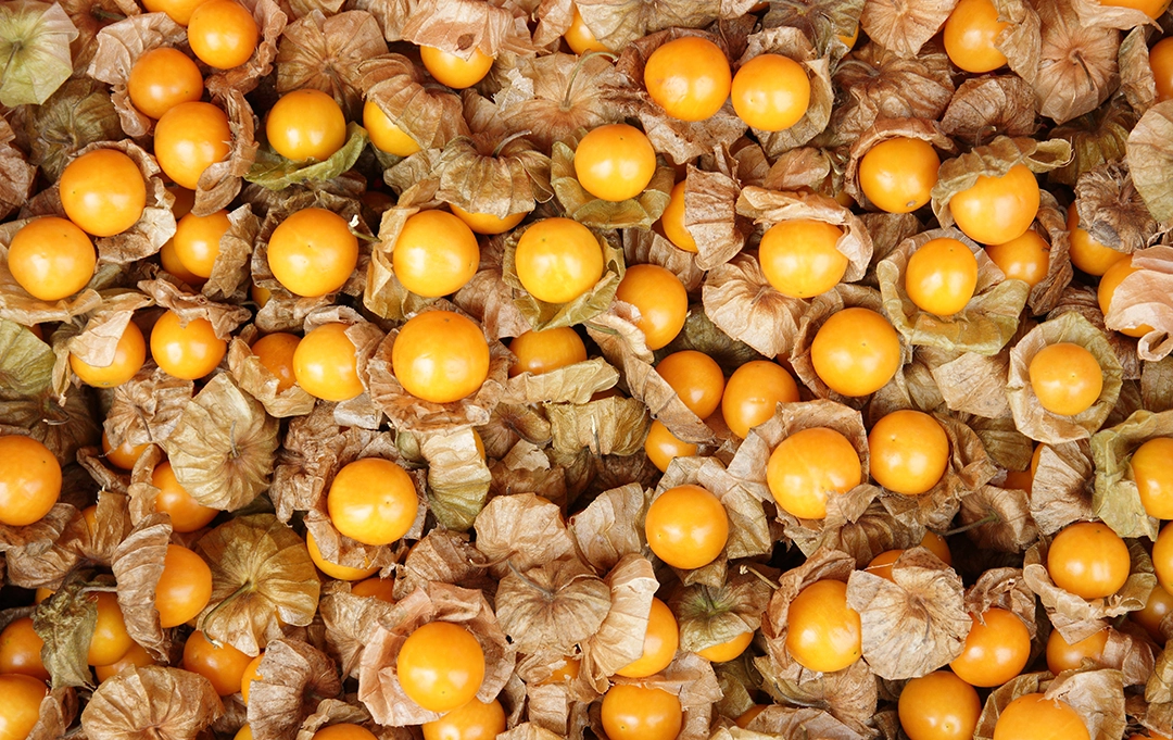 Physalis – exotische, vitaminreiche Beerenfrucht