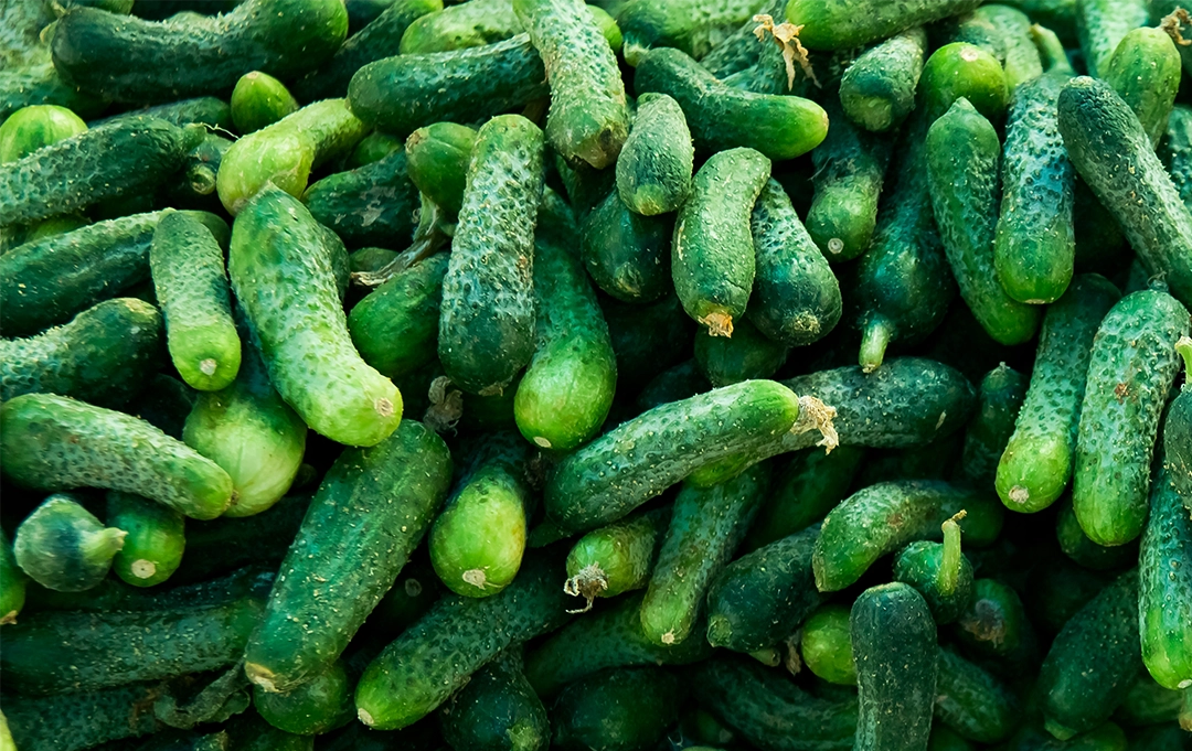 Frische Mini-Gurken – knackiges Gemüse für gesunde Büro-Snacks