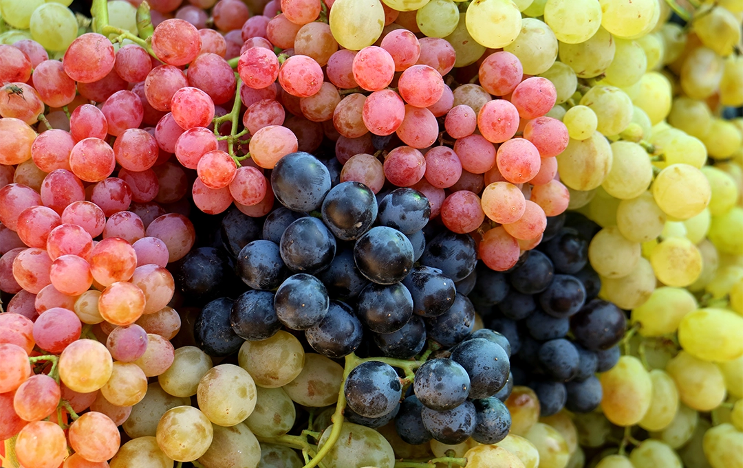 Bunte Traubenmischung – frische Weintrauben für Obstkörbe im Büro