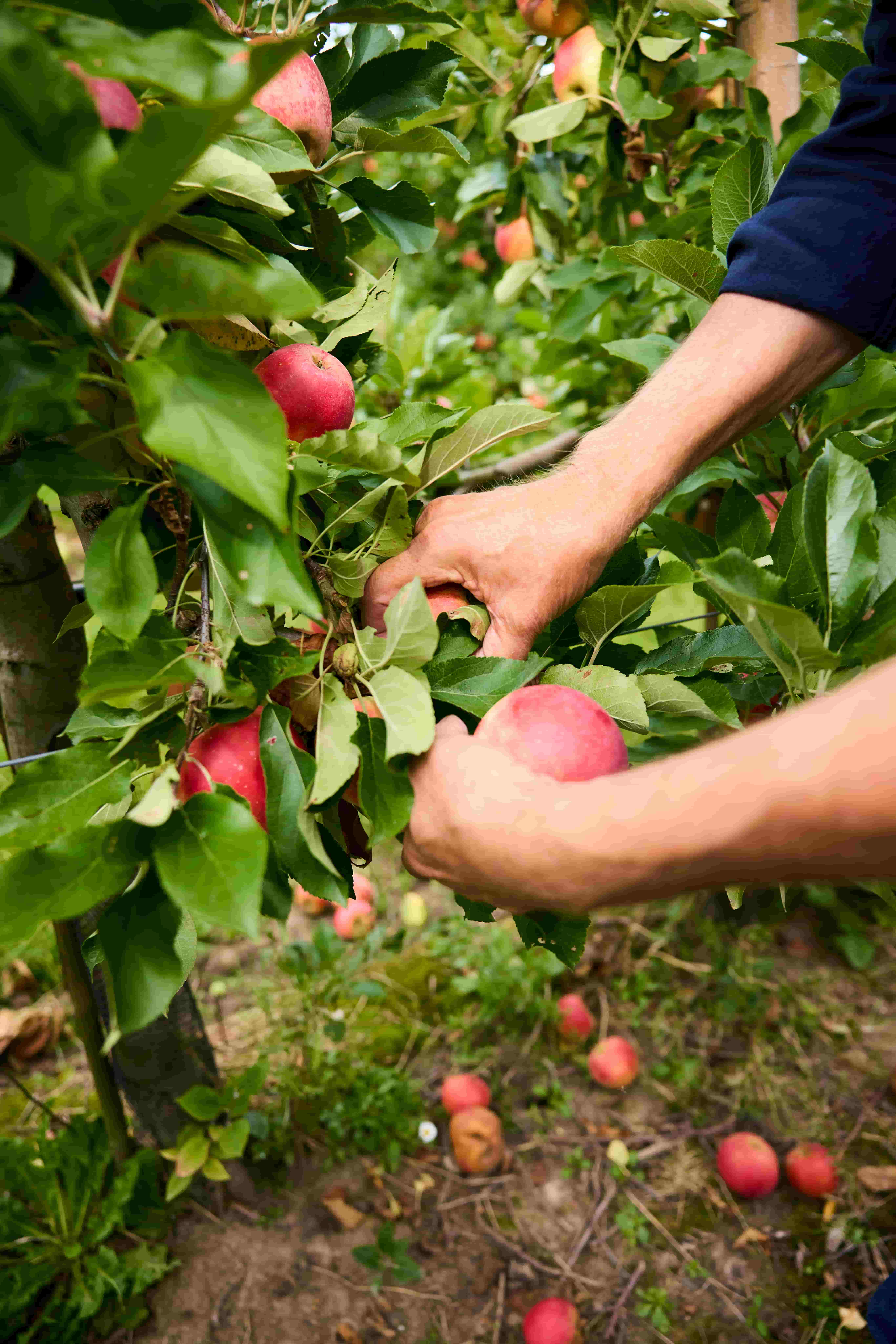 Unsere Apfelerzeuger von Fruitful Office